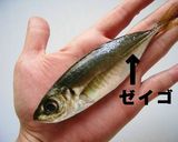 *アジの南蛮漬け*作り方2写真
