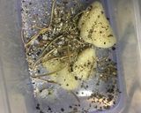 ホタルイカのガーリックハーブオイル漬け作り方2写真