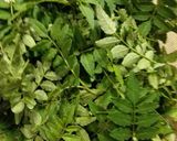 山椒の葉で粉山椒(レンジ使用)♪作り方1写真
