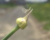 簡単☆春の野蒜（のびる）の酢味噌サラダ作り方1写真