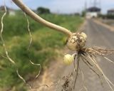 簡単☆春の野蒜（のびる）の酢味噌サラダ作り方2写真