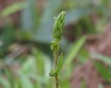 タラの芽、タチシオデの天ぷら作り方2写真