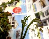 わらびの下処理と アク抜き と おひたし作り方2写真