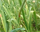 ニンニクの芽とウインナーの炒め物作り方1写真