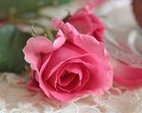 薔薇カクテルのロールケーキ（大人用）作り方26写真