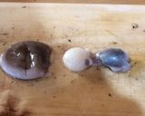 【下処理】イイダコ作り方8写真