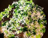 ふりかけ 手作り おにぎり作り方5写真