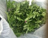 カラスノエンドウのカレー作り方1写真