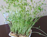 豆苗のたまご炒め作り方5写真