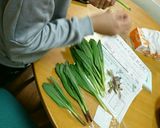 行者にんにくとキャベツのナンプラー炒め作り方1写真