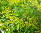 市販ドレにひと味10分内♪菜の花サラダ作り方1写真