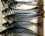 鯵の素揚げ(´･_･`)作り方1写真