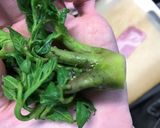 タラの芽ベーコン巻き♪作り方1写真