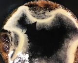 手羽先 さっぱり煮 玉子入り簡単作り方3写真