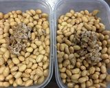 放置するだけ 自家製納豆作り方2写真