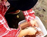 マスの塩焼き(´･Д･)」作り方2写真