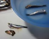 酢しょうがde小魚の甘酢漬け♪作り方1写真