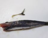酢しょうがde小魚の甘酢漬け♪作り方2写真