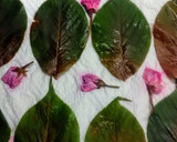 旬の魚の昆布締めで桜の押し寿司作り方7写真