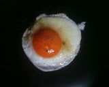 簡単☆フライパン一つ変わり他人丼☆弁当作り方7写真
