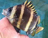 タモリの甘酢漬け作り方1写真