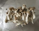 マヨネーズでヘルシーきのこのホイル焼き作り方1写真