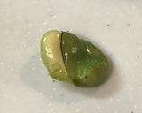 そら豆の素揚げ(フライビーンズ)作り方4写真