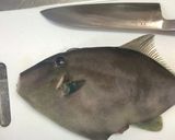 ウマヅラハギのおろし方作り方1写真
