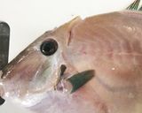 ウマヅラハギのおろし方作り方3写真