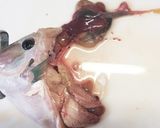 ウマヅラハギのおろし方作り方5写真