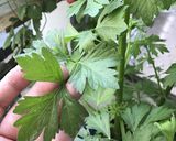 セロリとツナの簡単炒め作り方1写真
