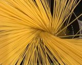 トマト、ツナ、新玉ねぎの、冷製パスタ!作り方8写真