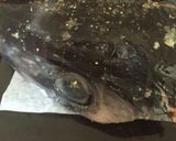 オーブンでマグロの兜焼き♪作り方5写真