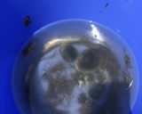 モエビの素揚げ作り方1写真