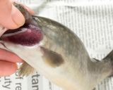 岩魚のポワレ ラタトゥイユソース作り方18写真