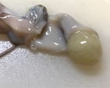 「そら豆・タコ・三つ葉 ・炊き込み御飯」作り方6写真