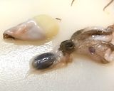 「そら豆・タコ・三つ葉 ・炊き込み御飯」作り方10写真