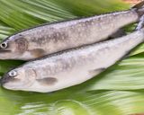岩魚のポワレ ラタトゥイユソース作り方16写真