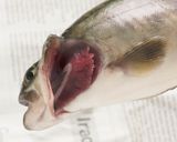 岩魚のポワレ ラタトゥイユソース作り方19写真