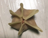 包み方も簡単☆餃子の皮でお手軽小籠包作り方12写真