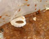 手作り味噌で手前味噌にゃ♪作り方11写真