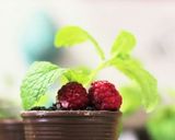 チョコの植木鉢レモンムース入り作り方6写真