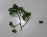 実山椒の下処理作り方2写真