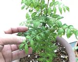 赤魚の煮つけ作り方6写真