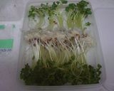 かいわれ 最後まで使えて便利な 保存方法作り方4写真