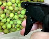 梅干し 下準備からシソ入れまで作り方14写真