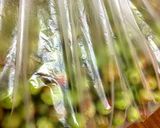 梅干し 下準備からシソ入れまで作り方15写真