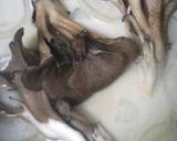 もも肉ときのこ煮込み作り方4写真