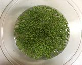 実山椒の醤油漬作り方1写真
