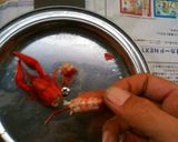 初挑戦でもイケました！ザリガニ塩蒸し　作り方15写真